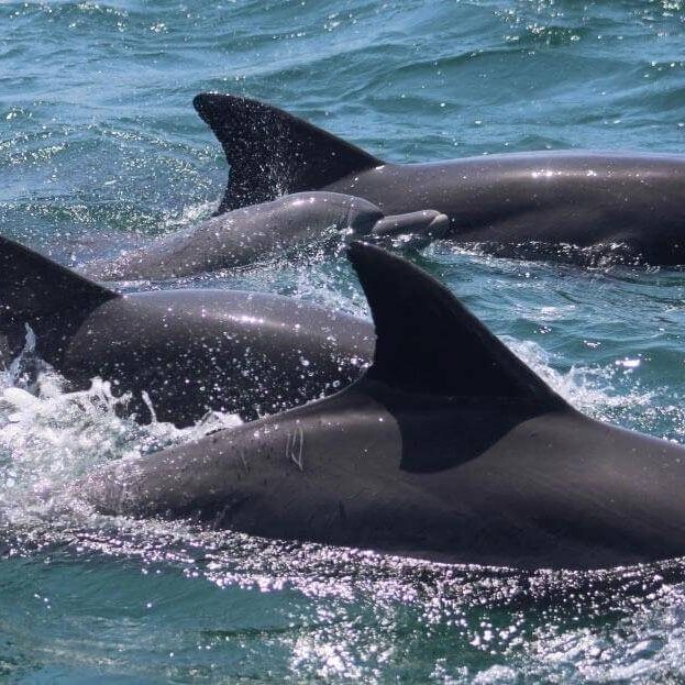 Witness playful dolphins dancing through the crystal-clear waters of Wasini Island!  Enjoy an unforgettable marine adventure along Kenya’s beautiful coast with Anamic Adventures